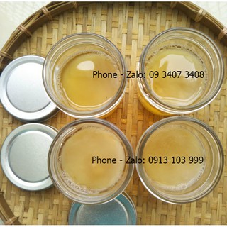 Con giống Scoby mập ú - Trà Kombucha hữu cơ