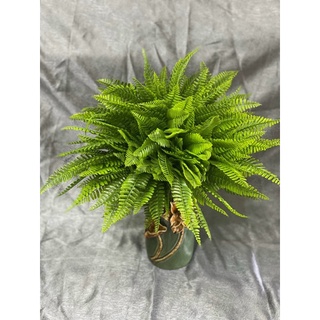 Bụi lá dương xỉ giả