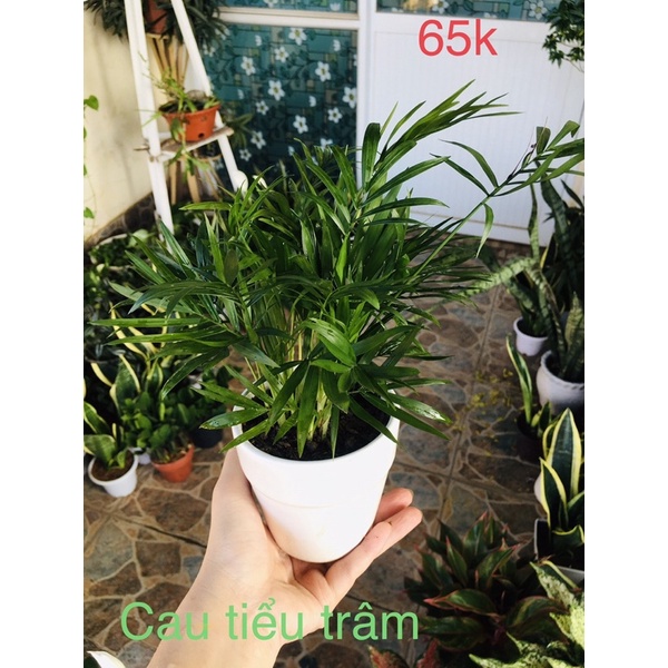 Cau tiểu trâm
