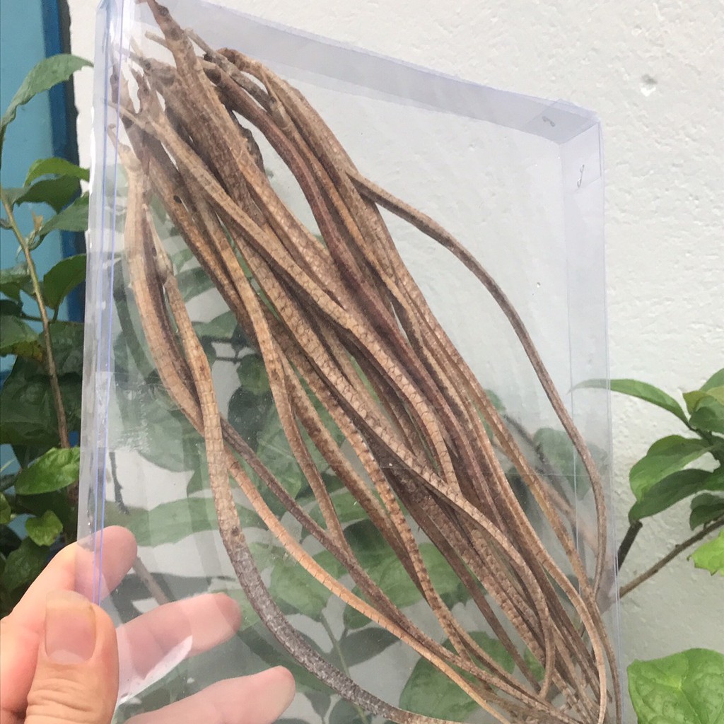 2 con cá ngựa 8cm + 2 con hải long + 2 con sao biển