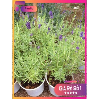 Hạt giống Oải hương (Lavander) (100 hạt)