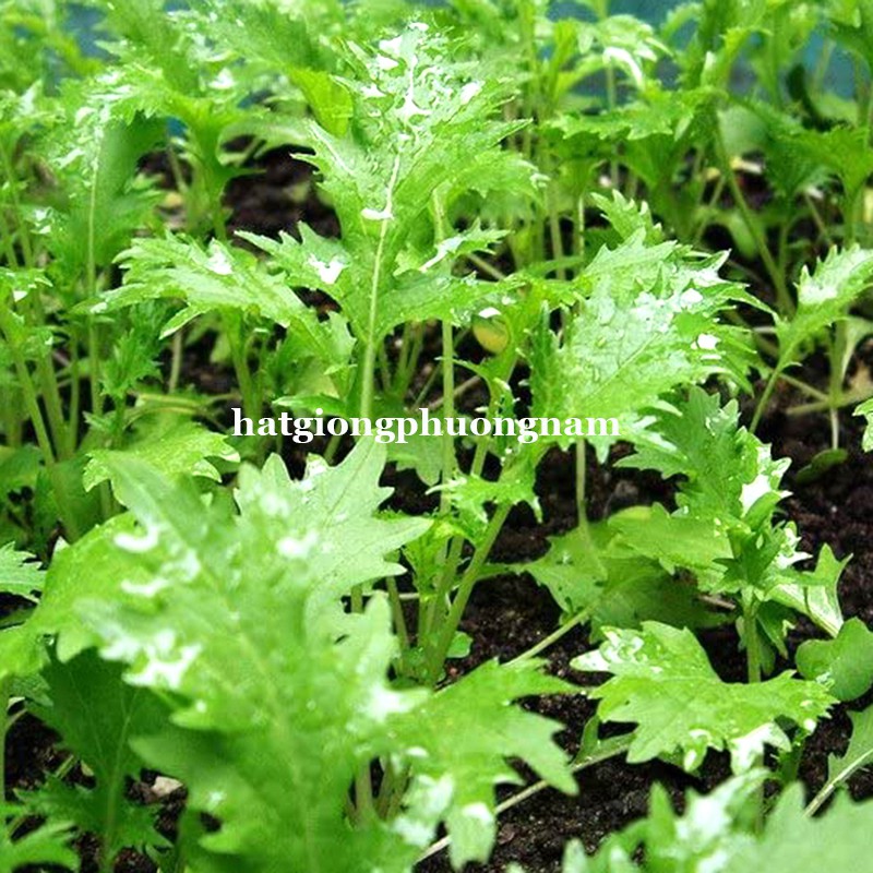 1GR - HẠT GIỐNG CẢI MIZUNA XANH