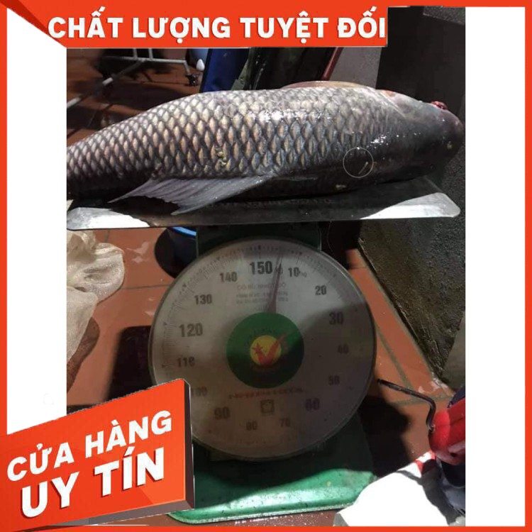 Mồi câu lăng xê NT, Rất nhạy cá