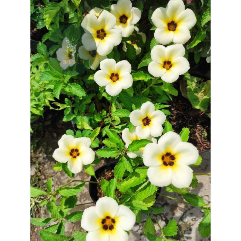 Cây đông hầu kem