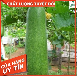 🥒HẠT GIỐNG BÍ ĐAO CHANH_15 HẠT🥒