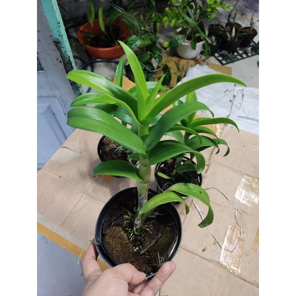 Hoa lan denro lai cát mắt rồng