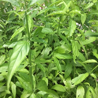 20 Cây bìm bịp - xương khỉ - mảnh cọng