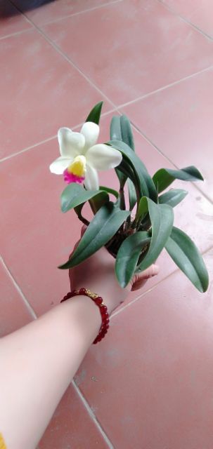 Hoa phong lan catleya mini