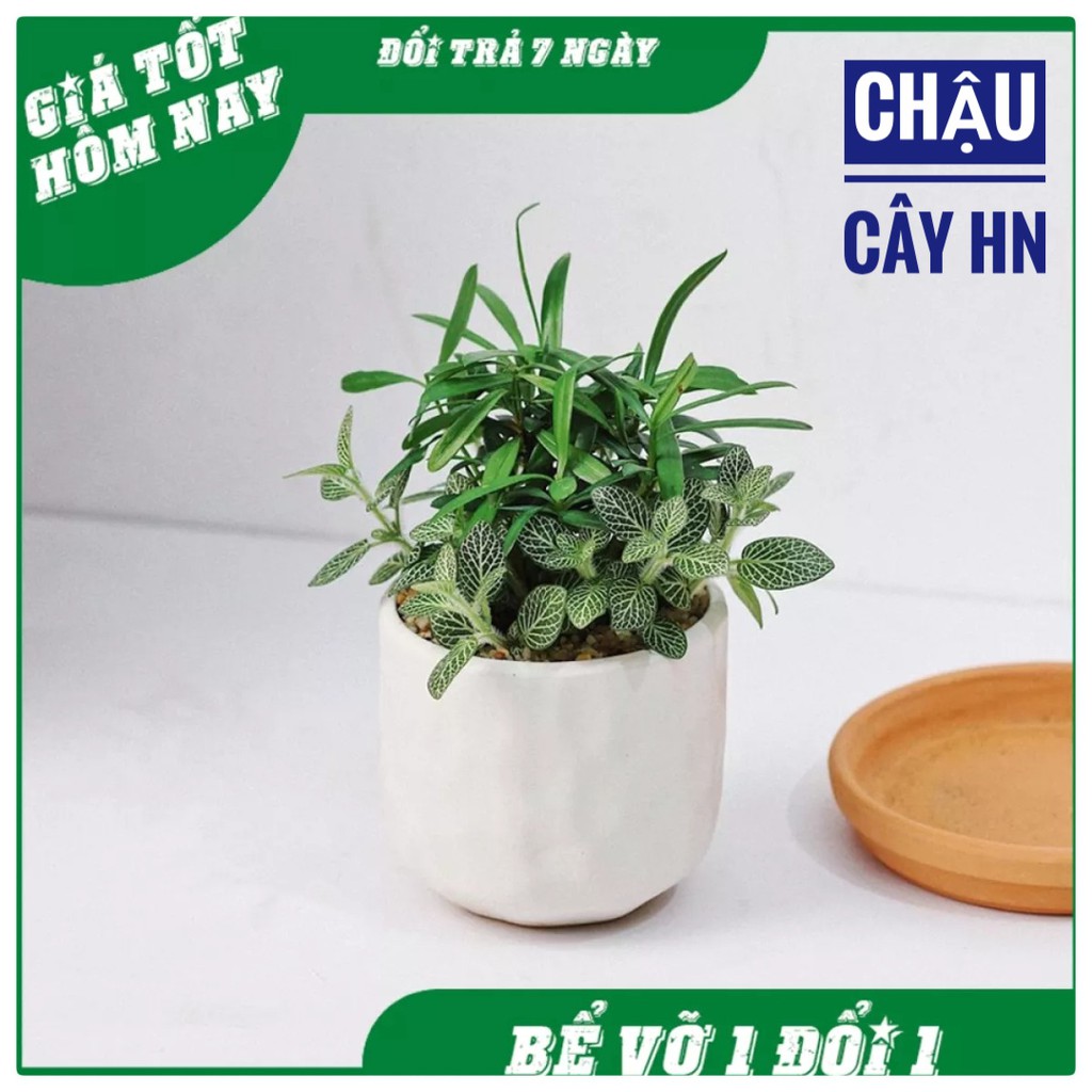 Chậu sứ Bát Tràng Hình mắt na trồng cây Để Bàn, Cây Nội Thất, Sen Đá, Xương rồng, Cây Bon sai cực kỳ đáng yêu