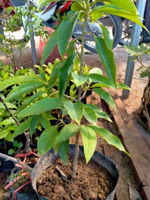 CÂY GIỐNG HOA NGỌC LAN CÂY TO KHỎE
