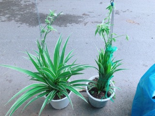 Cặp Cây Dây Nhện