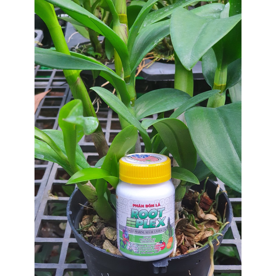 Phân bón lá hữu cơ Root Plex   Chai 100ml -Mai Huy