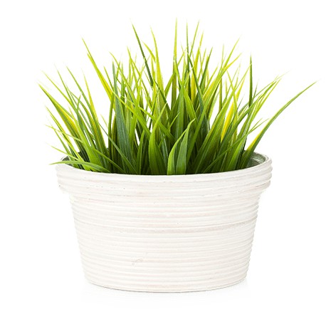 Gras Bits - Cỏ Viên Tiêu Búi Lông