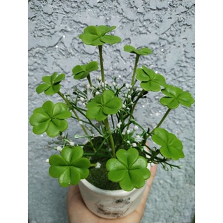 Chậu cỏ 4 lá may mắn