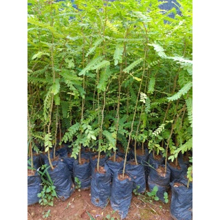 Cây giống bồ kết 05 cây