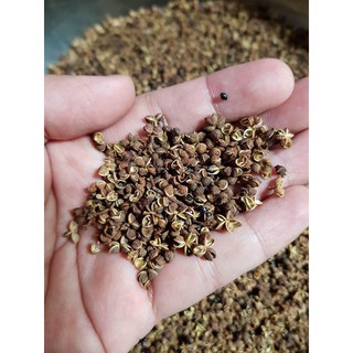combo hạt mắc khén + hạt dổi rừng