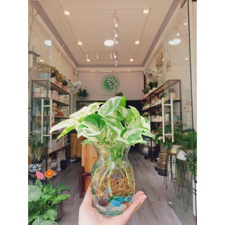 Trầu Bà Thuỷ Sinh, Cây Phong Thủy, Cây Thủy Sinh