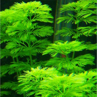 cây thủy sinh tiểu bảo tháp, dễ trồng