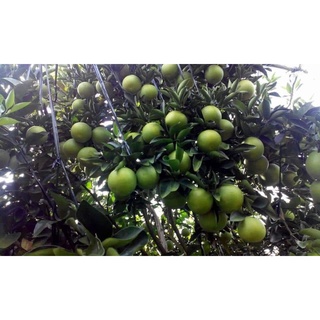 (Q.Gò Vấp) Cam xoàn tươi, ngọt