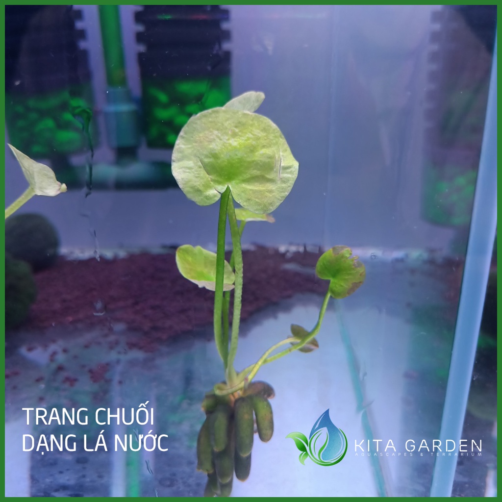 Cây Trang Chuối| Cây Thủy Sinh dễ trong| Cây Thủy Sinh không Co2