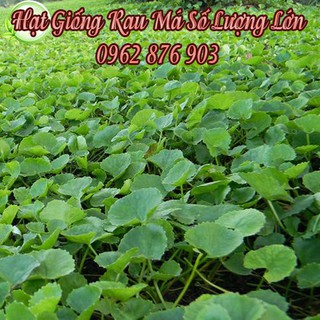 Gói 10g Rau Má Ta Lá Nhỏ Giá Sốc