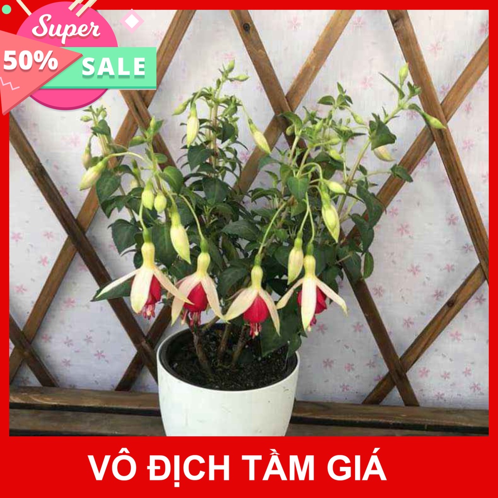 Giống Chuẩn  CÂY HOA LỒNG ĐÈN