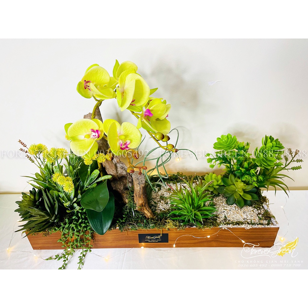 Tiểu Cảnh Lũa Lan Hồ Điệp Vàng 2 Nhánh Kết Hợp Sen Đá _ Hộp Tiểu Cảnh ...