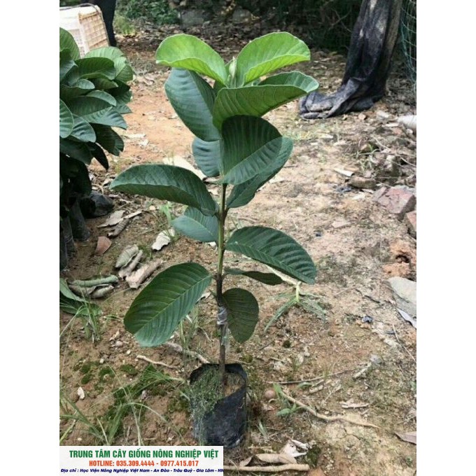 Cây Ổi Ruby Ruột Đỏ Không Hạt Cao 80cm - 1m  - GIống Cây Nhập Khẩu