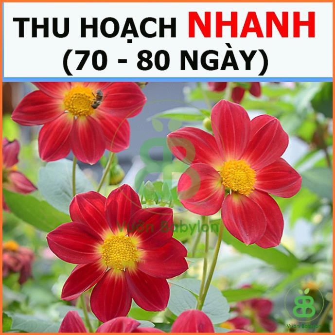 (NEW) Hạt Giống Hoa Thược Dược Đỏ Cánh Đơn Siêu Hoa