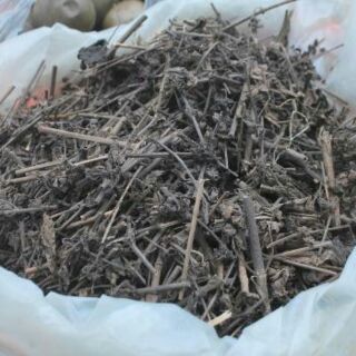 Nhân trần khô hàng đẹp