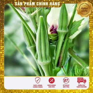 Hạt giống Đậu bắp đỏ