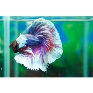 Betta Siêu Đẹp  1 em .Tặng Thức  ăn