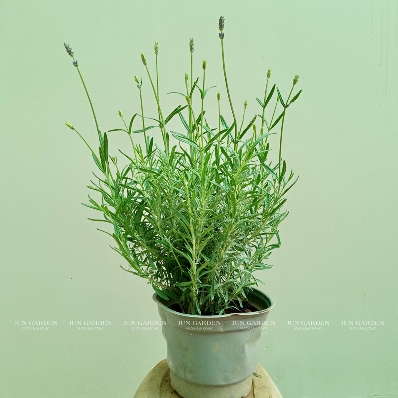 Lavender costa - cây hoa oải hương tím và hướng dẫn cách chăm tại Jun Garden