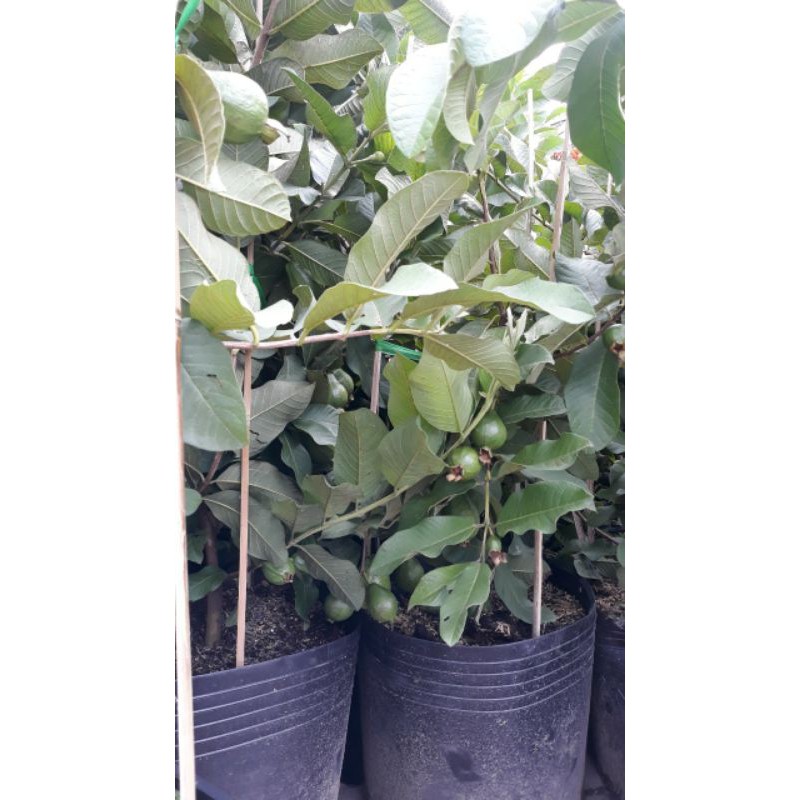 Ổi Thái giống mới trái to