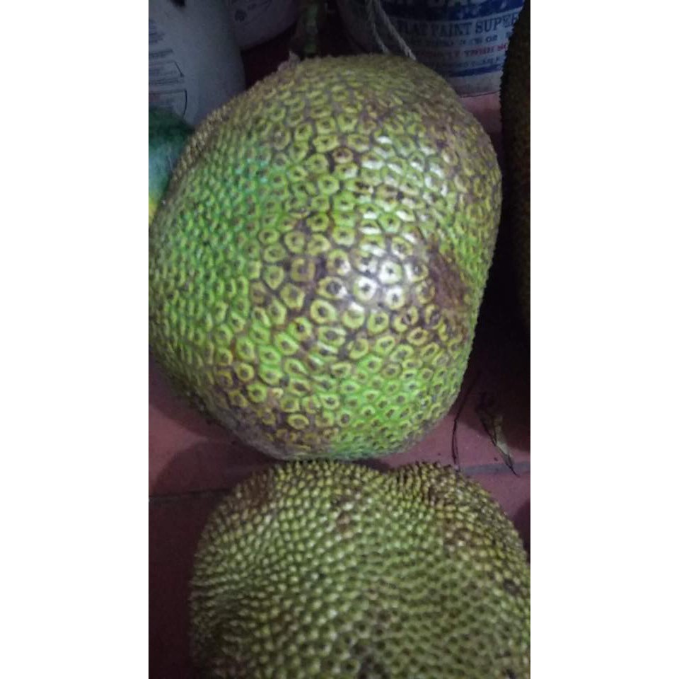 Mít Sông Mã