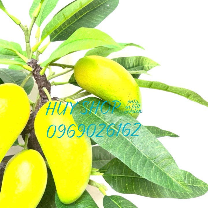 Hoa trái giả - Chậu cây trái XOÀI nhân tạo trang trí nhà cửa