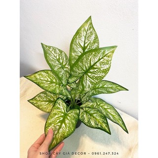 cây giả - cây lá môn viền xanh - 30cm - 9 lá