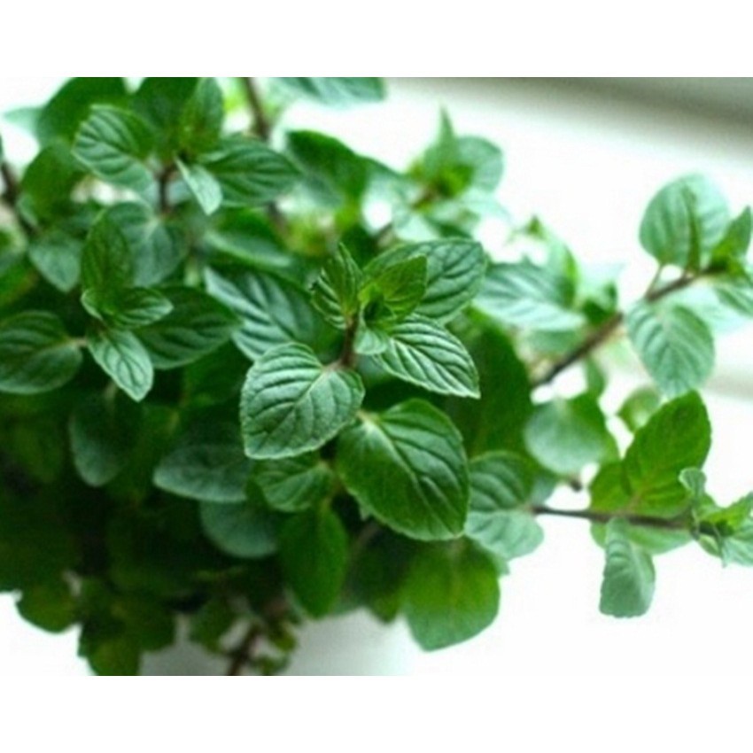 100h Hạt Giống Húng Bạc Hà Âu Peppermint