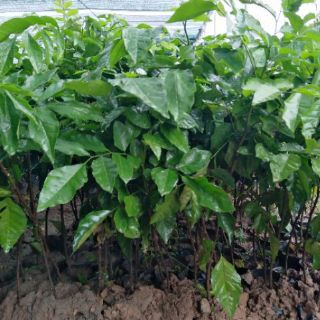 Cây quất hồng bì