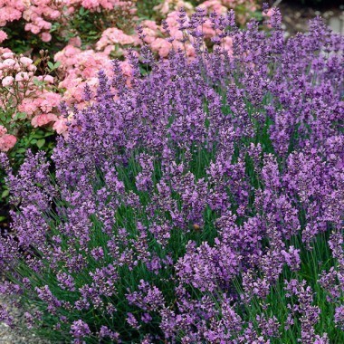 50h Hạt Giống Hoa Oải Hương Lavender ĐẠI GIẢM GIÁ TẾT