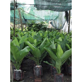 Cây đại phú gia50cm
