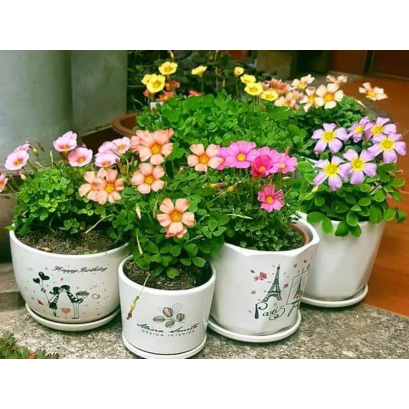 Củ giống Oxalis có nhiều màu. Đảm bảo củ nảy mầm ạ.