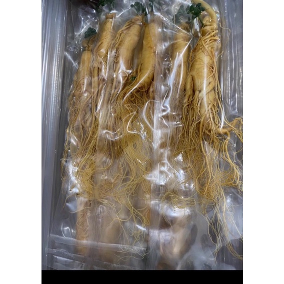Sâm tươi, hầm gà, ngâm lẩu big size