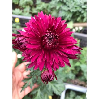 Cây giống hoa cúc tím hè