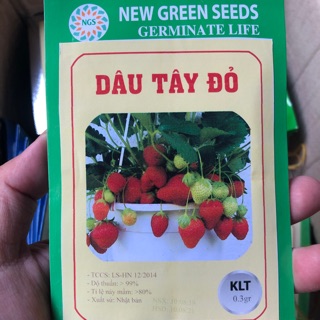 Hạt giống Dâu Tây Đỏ