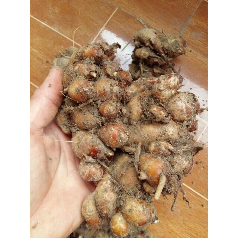 1kg Địa liền tươi