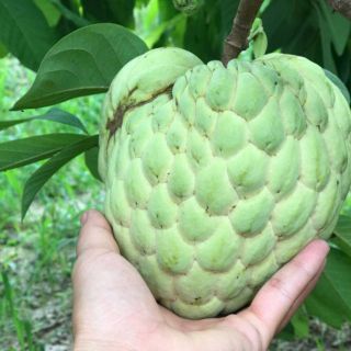 Cây giống na thái lan không hạt ( na hoàng hậu)