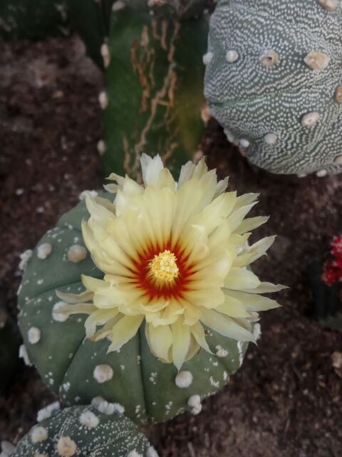 Xương rồng aster