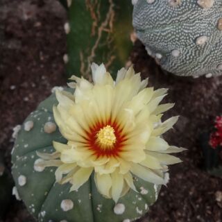 Xương rồng aster