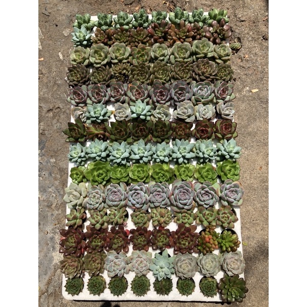 COMBO 10 SEN VỈ SIÊU ĐẸP